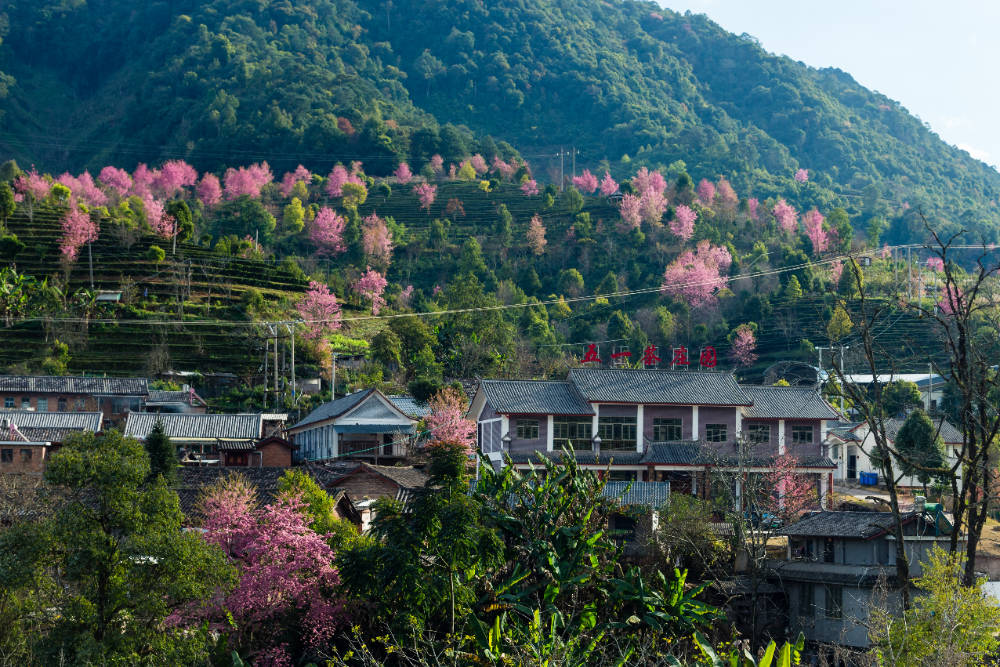 春暖花开，五一茶山樱花谷如约而至……...